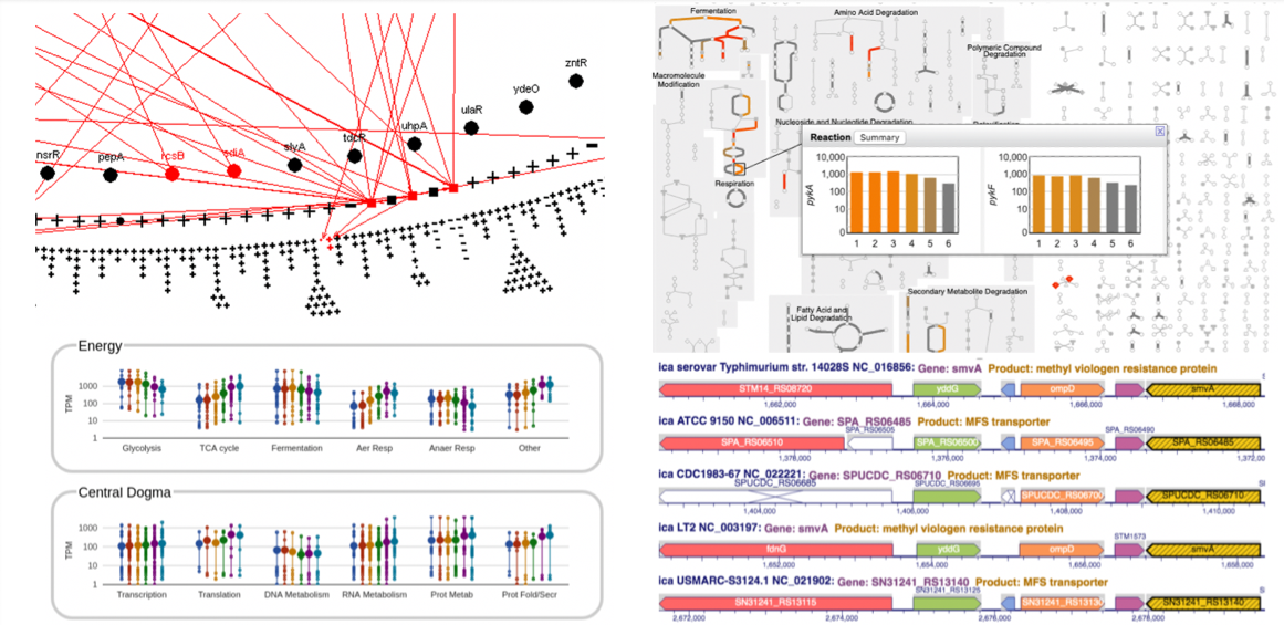 Collage of screenshots of portions of
			   4 different BioCyc Tools. Upper left: the Regulatory
			   Overview, with some connections
			   shown. Upper right: the Cellular Overview
			   with omics data overlaid. Lower left: the
			   Omics Dashboard. Lower right: the
			   Comparative Genome Browser.
