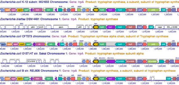 A fragment of a Comparative Genome
			     Browser display showing the region around
			     the trpA gene for 5 E. coli
			     strains. Orthologous genes are colored
			     the same color in each strain.